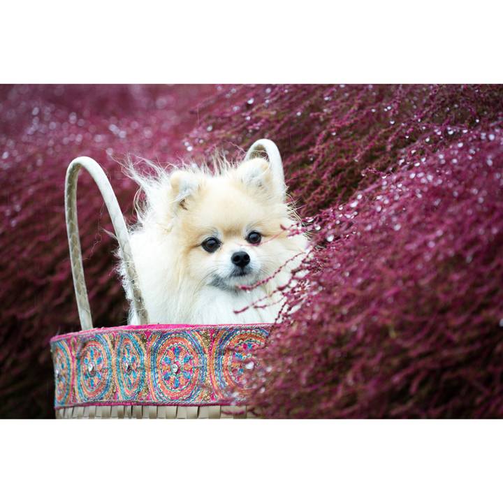 D0c8b7c4 c538 4526 9aaf 9908f2d0a6d7 1508676145046