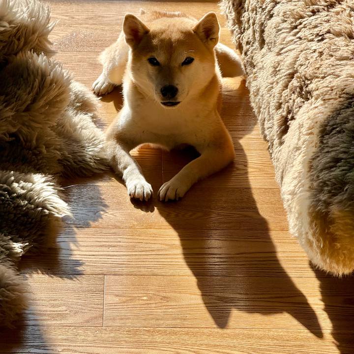 D0c9faa8 1d53 4d7e 9df1 d96619b5d0bb 1766453083788