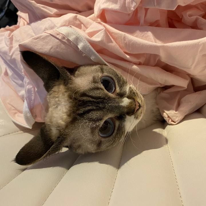 D0cb18da d84a 4237 9159 91bcc36629f2 1658315953999