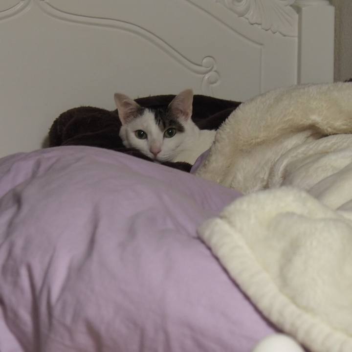 D0cd72ec 43f5 4a6e a95d e3bf211a65b9 1553521392960