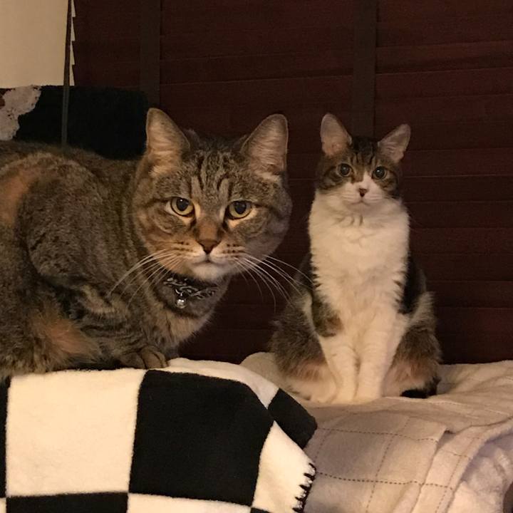 D0cdebea 55e1 4923 8e15 f3dacd4402f7 1545286083991