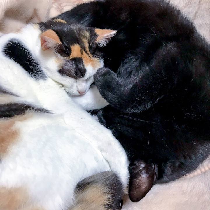 D0cfc924 0184 4e33 9bcb 9d01425cb890 1509585537879