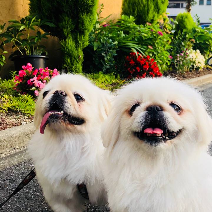 D0d0f1ba 8798 4e69 8060 498327ea72ab 1591306015249