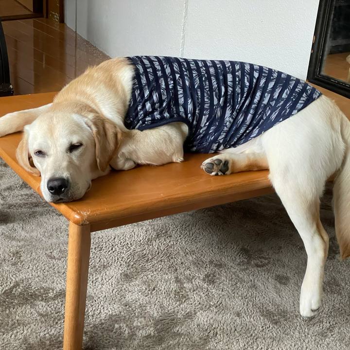 D0d8c4a7 d376 46e0 899b 43777a54f768 1624311172181