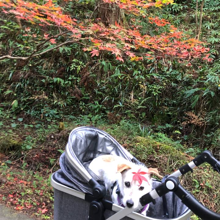 D0d96e8e 2712 4574 82cb 8e01613e46c0 1606571837565