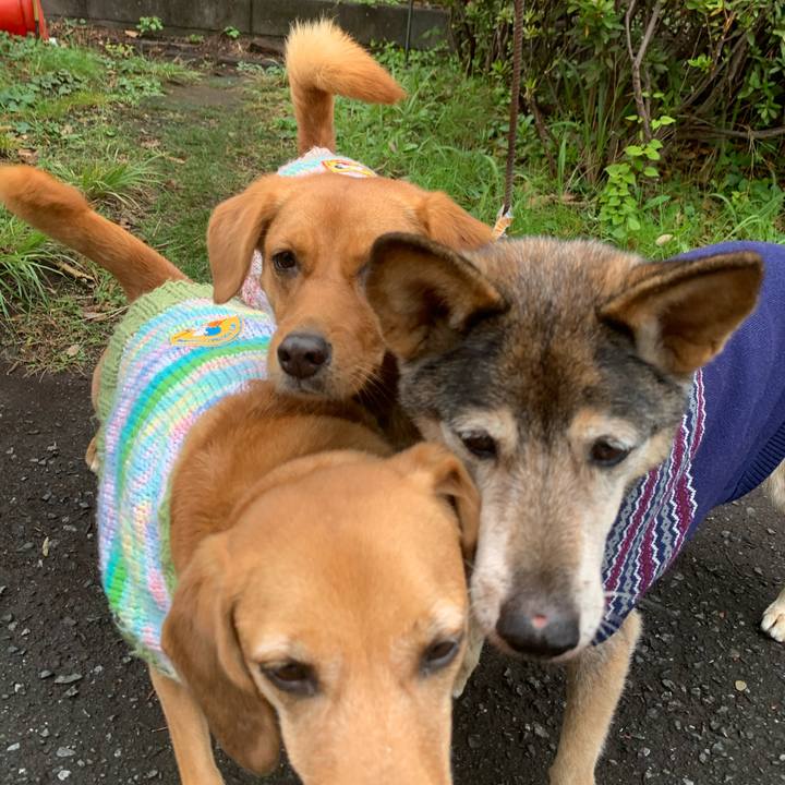 D0dc087e 7613 47ee 8c42 c8e2e032b8fb 1575451390973