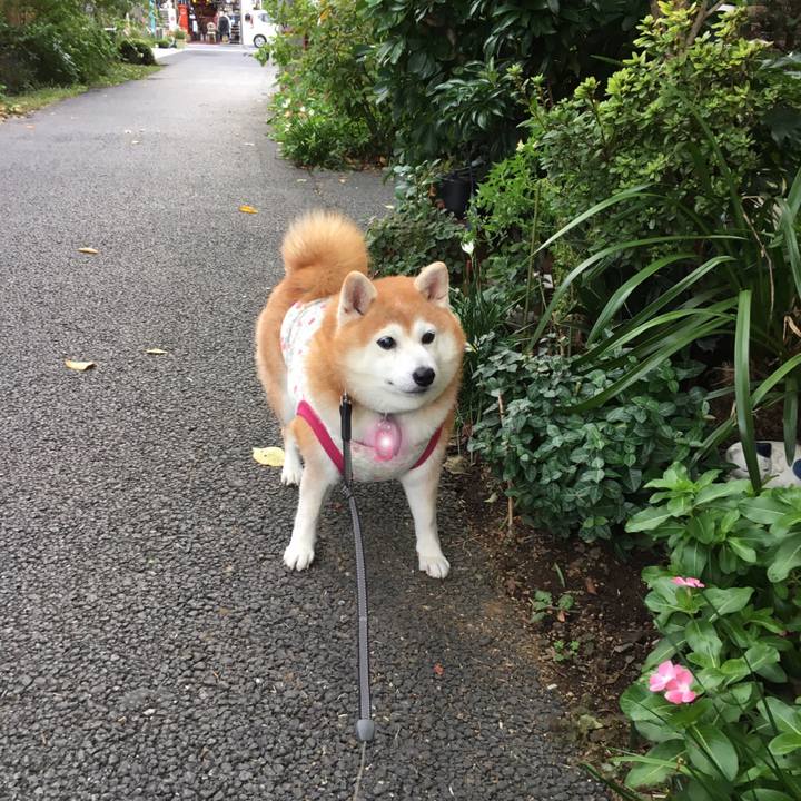 D0dce8df 82ce 424a 93e6 29a641c9fec2 1538566514701