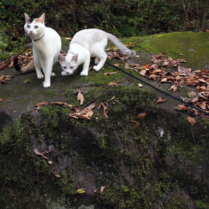 D0e0a747 51bb 4ca4 9a6d 1f2c4ecb082f 1604793207436