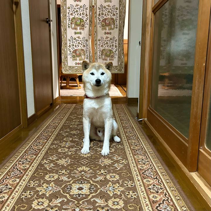 D0e0e0cf 8af6 4fea bd96 94df2d64eefa 1751629368968