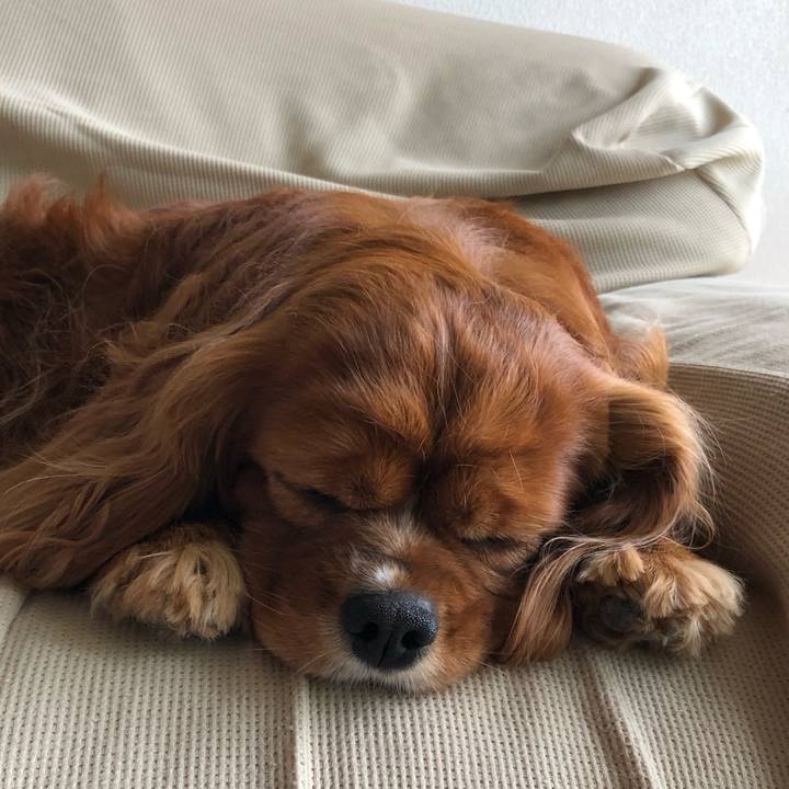 D0e94b51 622a 45f0 9609 a42bc1d12e04 1621051896871