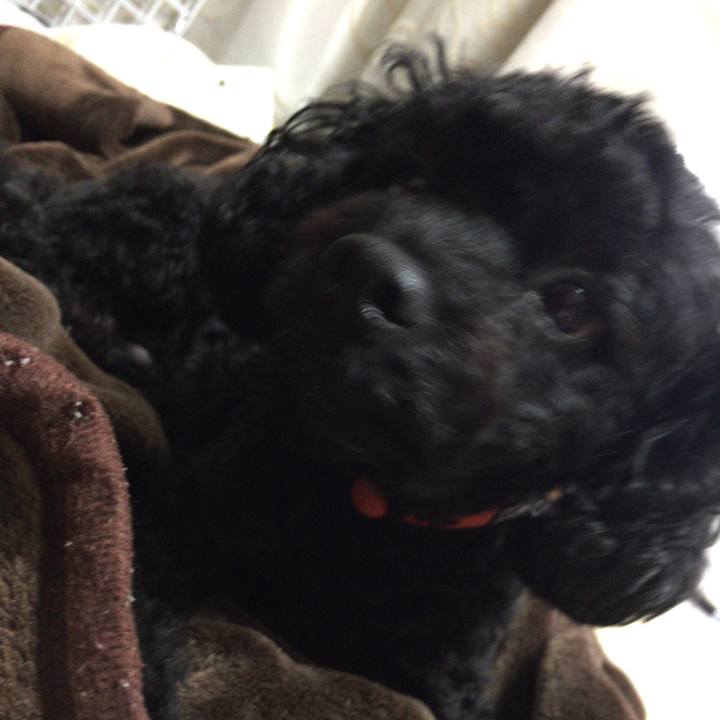 D0eb4a25 9e9e 465d b3af 44774b57451e 1508814818336