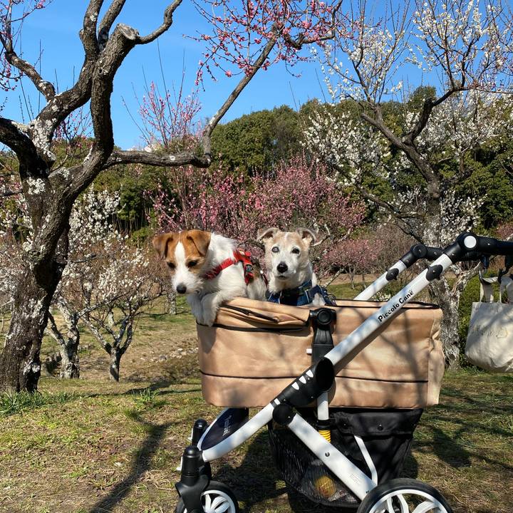 D0ec1077 152d 413d a118 423320263047 1677126539520