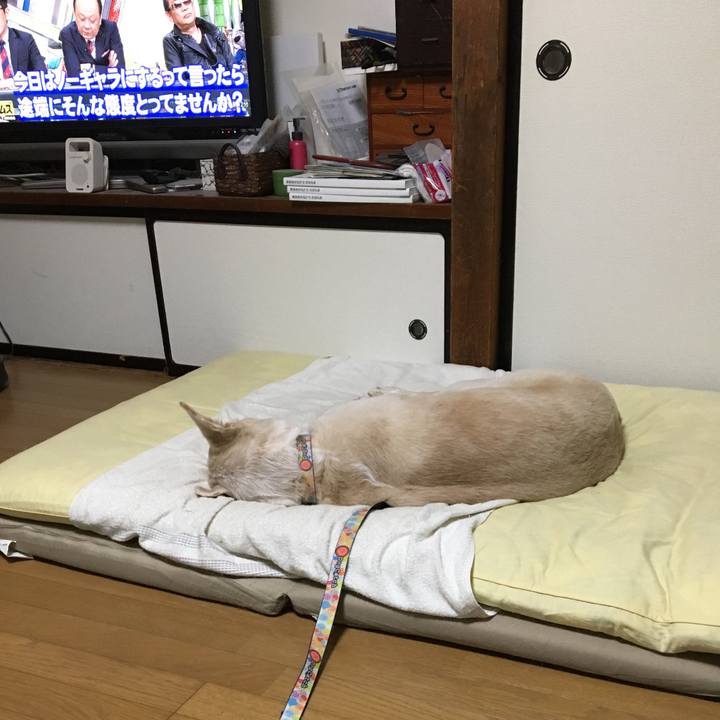 D0ed17ca 72c7 43ee 88fe 09eda8acef10 1541772824380