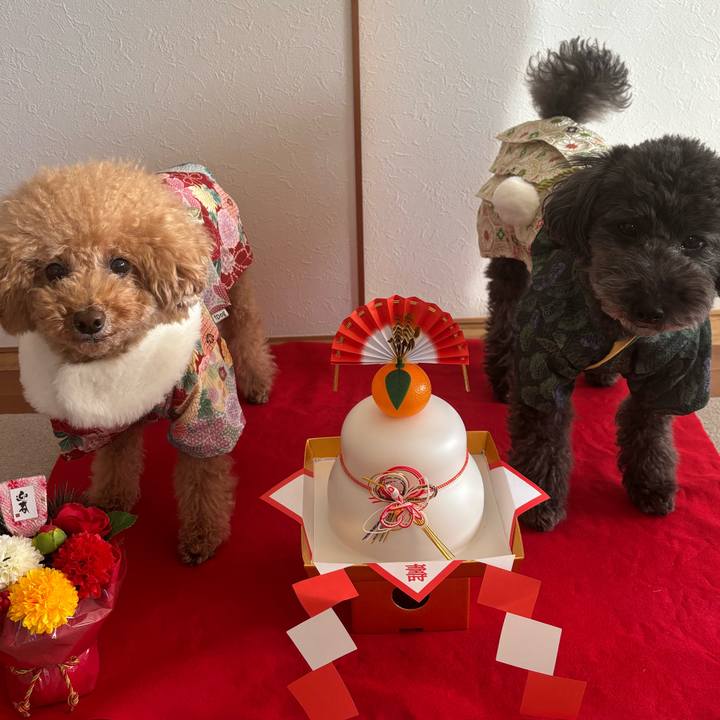 D0eef7bc 53a1 40fc 8d20 81fa4ce46663 1735729556509