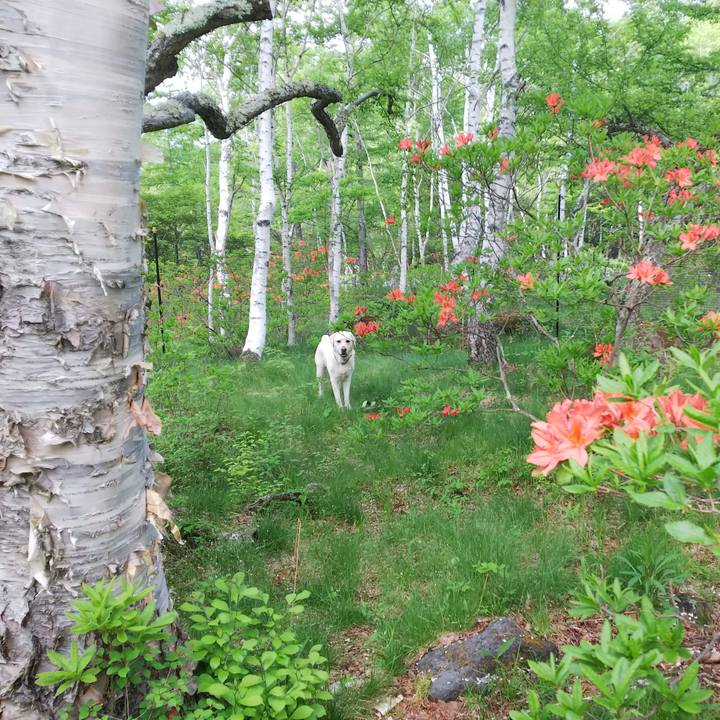 D0fc012e baad 4132 95f6 e5e703136ce7 1527930595229