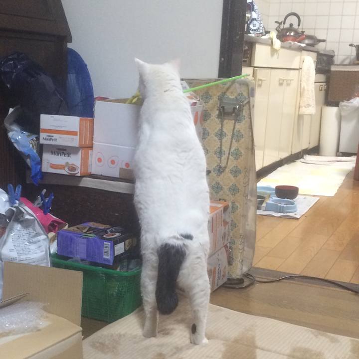 D0fc783a 6180 4c7c acd5 d010f45bdd3f 1548338434395