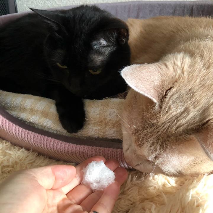 D0ff4e80 cb8b 48aa 8c31 958e08319b8e 1613607962189