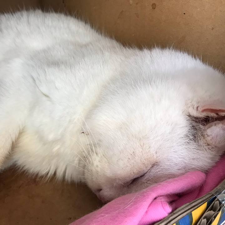 D10966ca 2198 4416 bee6 950e5688ae8f 1590545347189