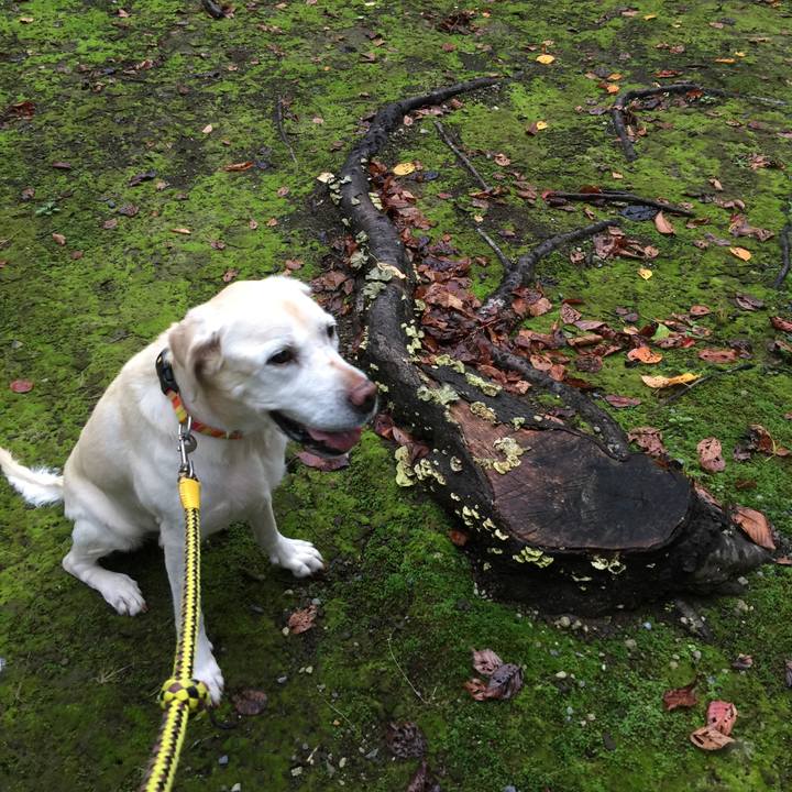 D109fa95 9aa5 497d b039 6babcb6591ad 1508191954723