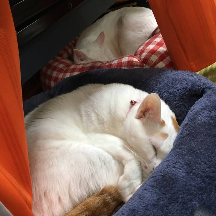 D10b66f5 686c 4073 b9e2 0243e0f7fadd 1551513460452