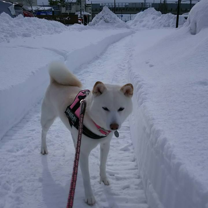 D10ee5e9 e445 4d60 a5af 02c72d2363aa 1518060263789