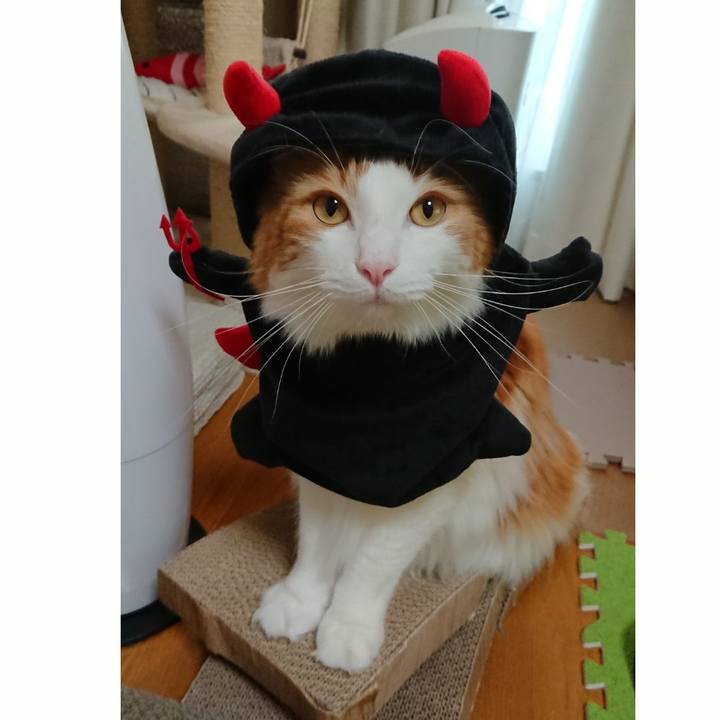 D11107bc 2937 45dc 8055 dcd56fd0cf0d 1540701318208