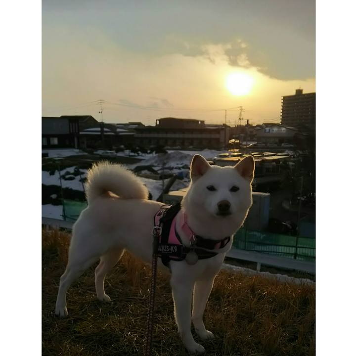 D1136295 8deb 4334 85b8 ac8148c355bd 1516349794805