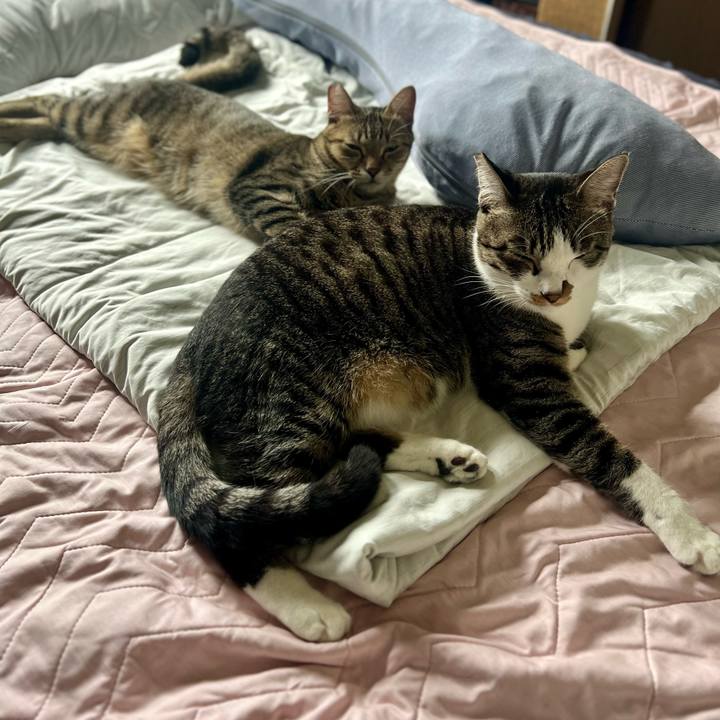 D114f061 696d 44a5 bab8 9439a27eba44 1760445976935