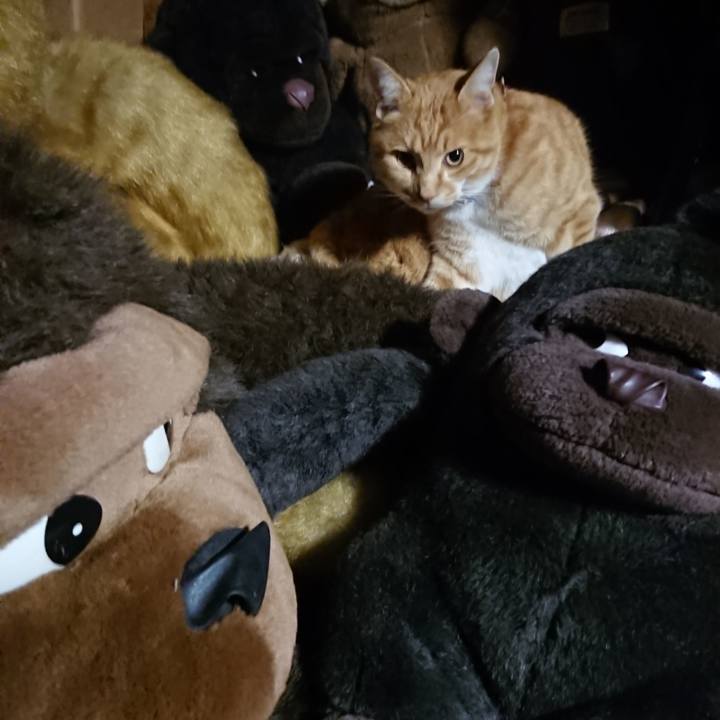 D1165937 af6f 491a 8134 1c68e145a91a 1606732155783