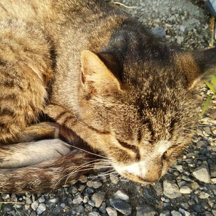 D116ee03 72a8 486d a181 3a7b4e57c346 1510632156274