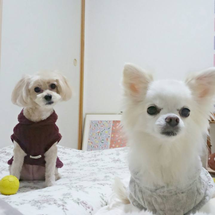 D117e2ae 21af 4ee0 8d04 9646fbd7f5c2 1510984179642