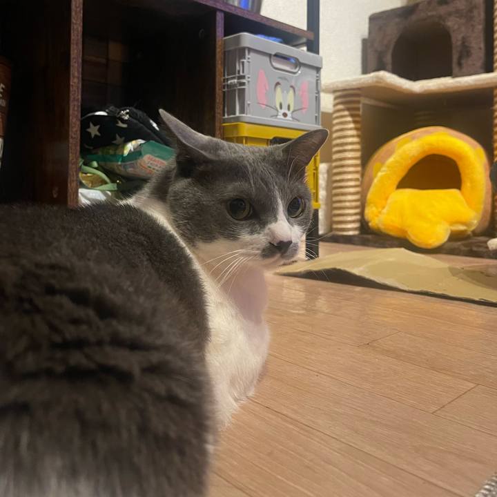 D119df4c 081f 4ee6 a1fe c4c4200d4dba 1716818379359