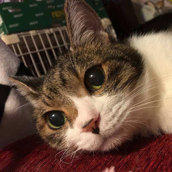 D11cd952 b5f0 4547 ac8e 5fa29d9d4ab9 1528866575567