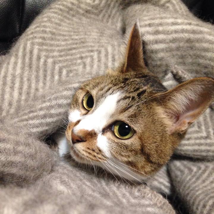 D11f20be 405e 44cf 8b03 3eae837984f5 1539256720473