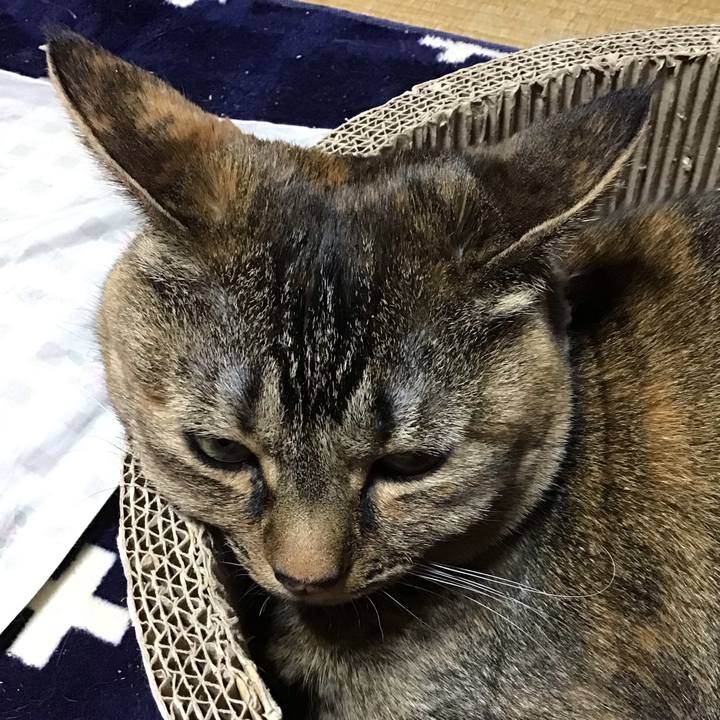 D11f390f b935 4a1d 871f 8de69abd407b 1711968789682