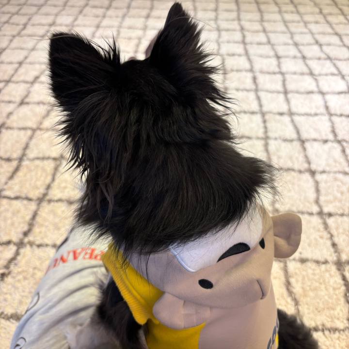 D120300f 9de6 4a22 83da c1e4db3ef9b7 1738511985943