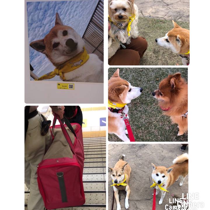 D12385b9 a706 4b0c a06d c0423ea6e9b7 1542523166344