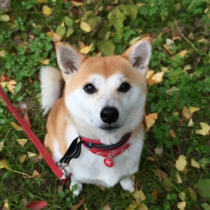 D1253cf9 482a 4154 8736 47a1154f520f 1510394926416