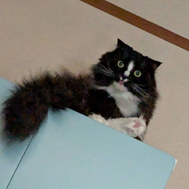 D1265f32 742a 4a08 86f2 2331a1ffa044 1743311801560