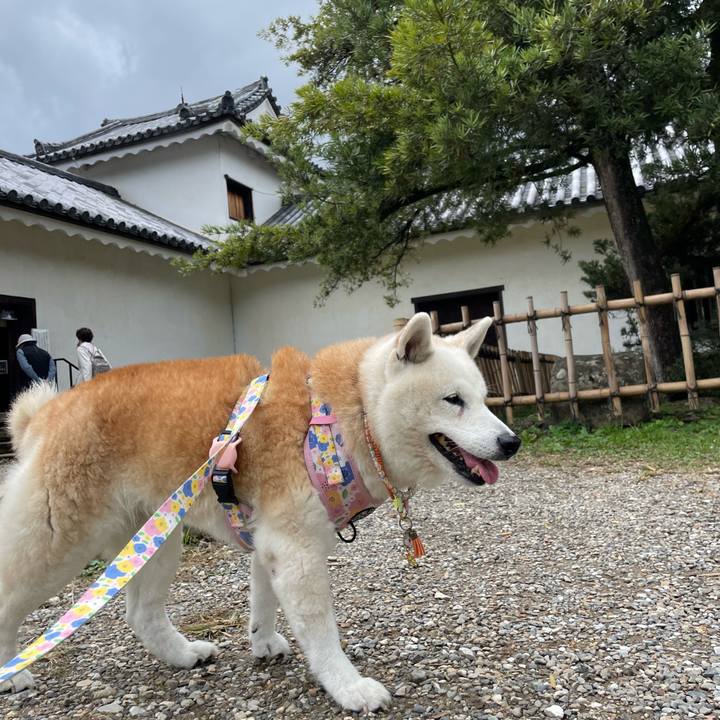 D1273318 a80b 498a a42f 9c3c83470d6d 1698039481319