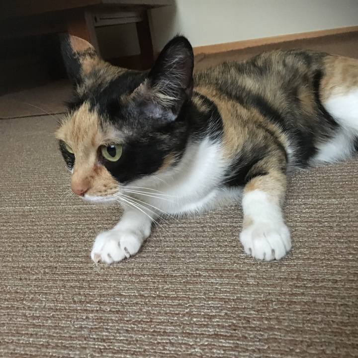 D12c6b91 6ec4 4432 b1ec db183859fee1 1508927953027