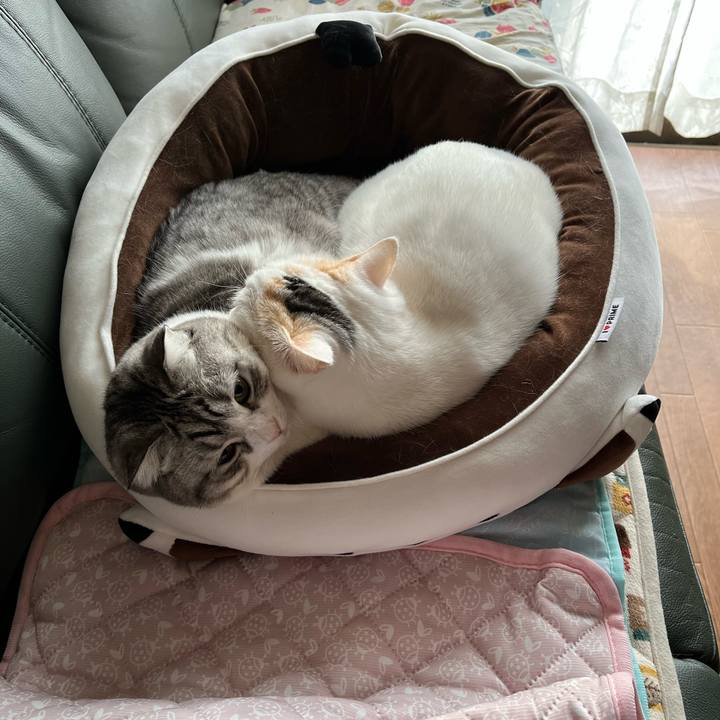 D12d799a 1cc4 4aec bdf9 a5b228e63601 1734660401833