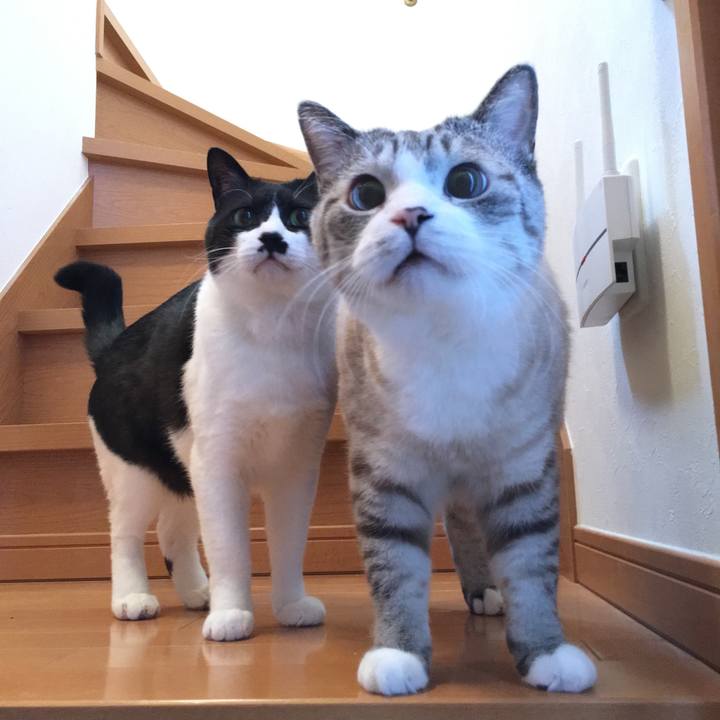 D12fc680 ba39 4f14 8a1e a2c202f5c03b 1553780626186