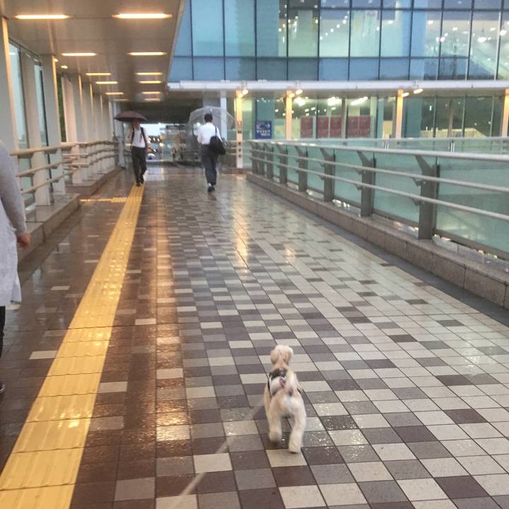 D1394f2c 0aba 4f8c b54c 0499a8e4119e 1560166102128