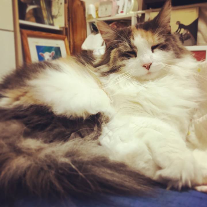 D13995d4 b23f 4dbe 8bd7 d28017ffe734 1539537766707