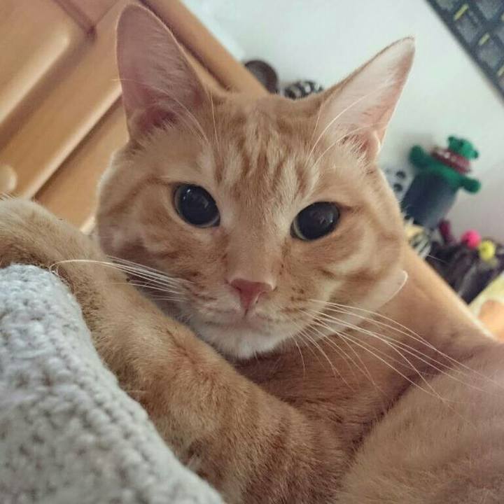 D13a7184 9b35 43d7 953b 0ce8672714e7 1539693660881