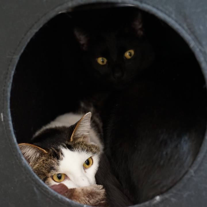 D13a72a4 cccd 4e80 8cb4 7cb3a02936f7 1524286046910