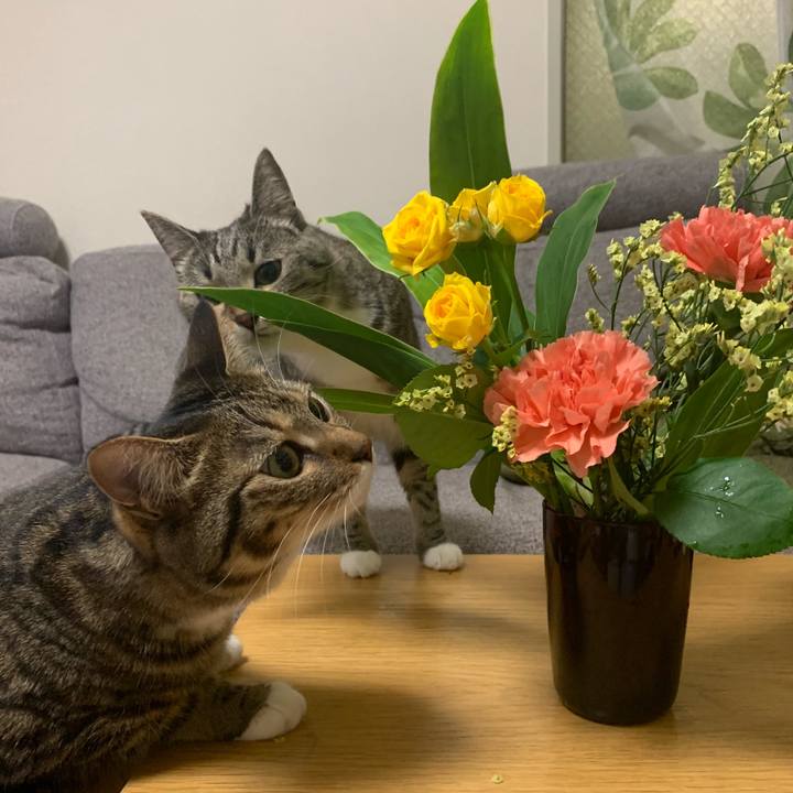 D13e5132 d3f6 4f93 a8b1 f3f9b5e8545b 1564410246642