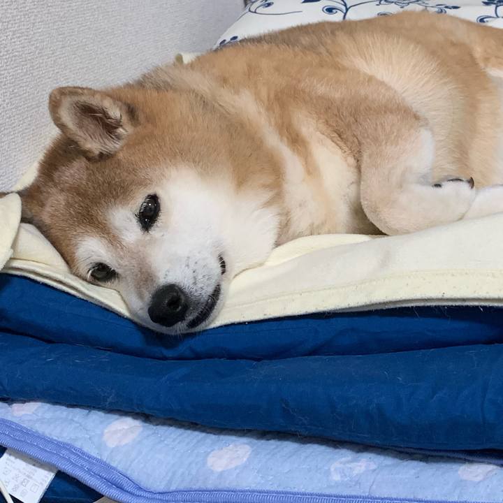 D1411318 935d 4b71 899b 88d8fc0739e5 1566478865069