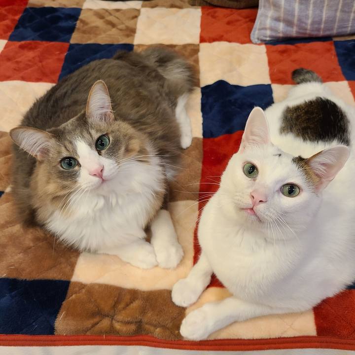 D1412440 373a 449f b0ee ee983833269e 1701429460491